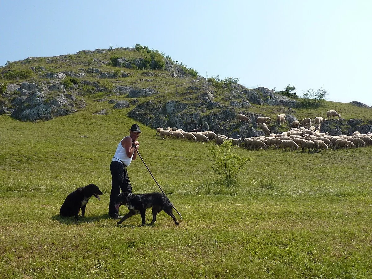 Schäfer im Ries mit seiner Herde Ein Schäfer ist im Ries mit seiner Schafherde und seinen zwei Hunden unterwegs