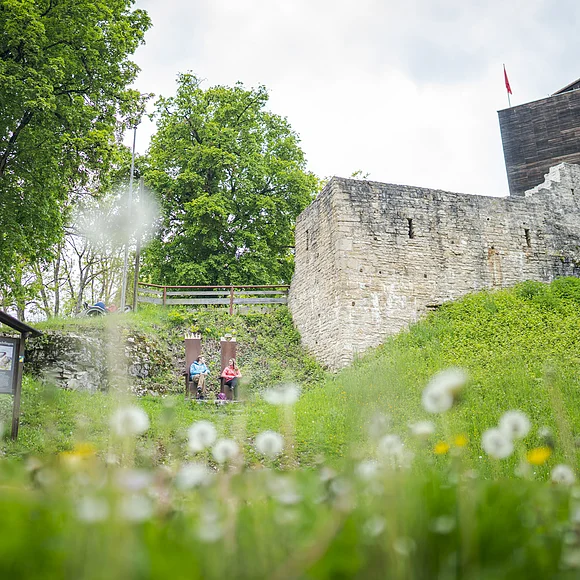 im Vordergrund Wiese mit Pusteblume, Gänseblümchen und co. oben Burgturm eingerahmt von Bäumen