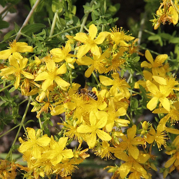 Johanneskraut in voller Blüte mit Bienen am Wegesrand