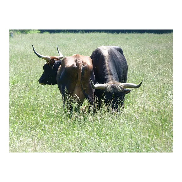 Zwei Auerochsen auf einer Weide bei Thierhaupten