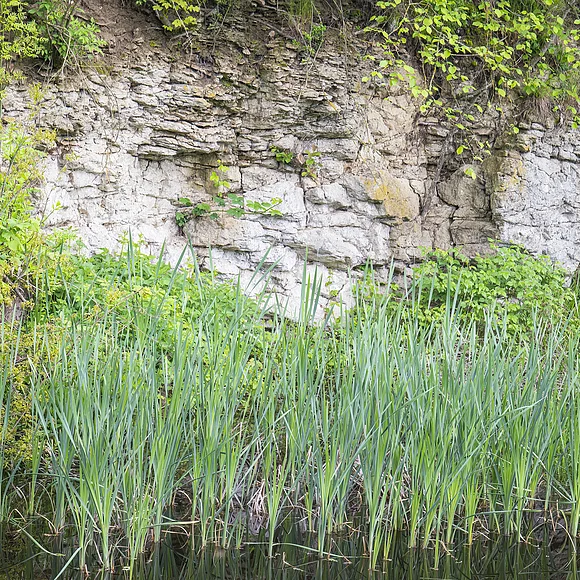 Am Ufer eines Weihers steht eine helle geklüftete Felswand mit Schilf davor.