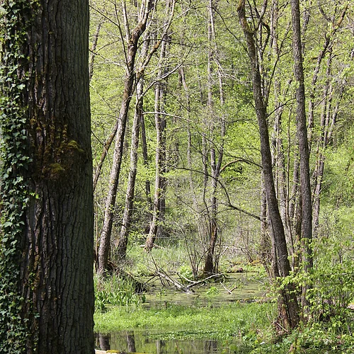 Doosweiher Wemding Um einen Weiher findet sich üppige Vegetation aus Bäumen und kleinen Büschen. Ein Baumstamm liegt halb im Wasser.