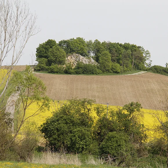Ein kleiner ehemaliger Steinbruch auf einer Hügelkuppe ist von Wald umgeben. Daran schließen sich Äcker an.