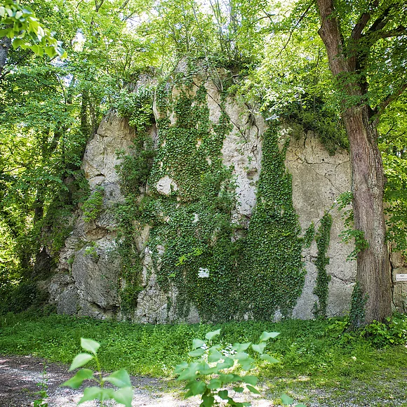 In einem Wald befindet sich ein großer, mit Efeu bewachsener Felsblock.