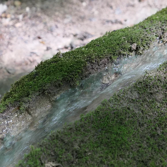 In einer moosbewachsenen Rinne fließt ein Wasserstrom.