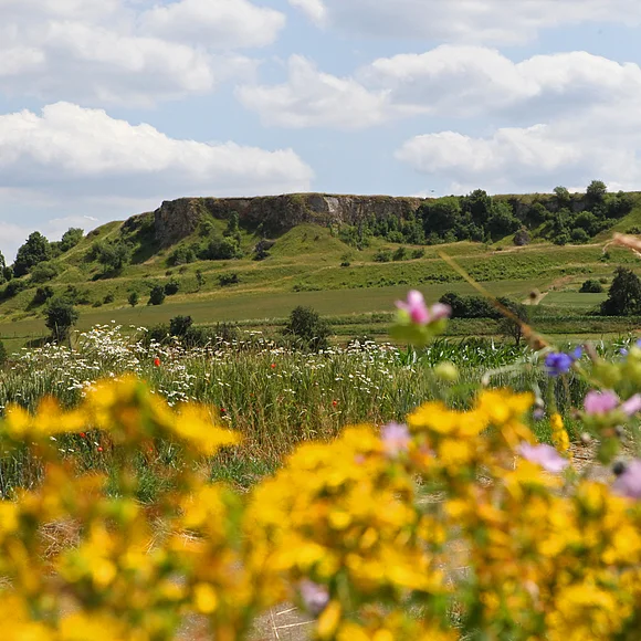 Aus einer Wiese erhebt sich ein Hügel mit Plateau und felsiger Front. Im Vordergrund sind gelbe Blumen zu sehen.