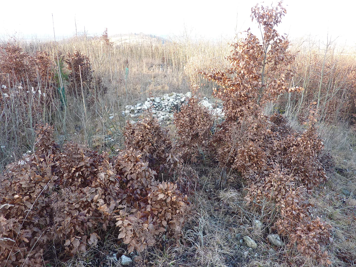 In einem Waldstück mit sehr jungen Bäumen befindet sich eine Ansammlung lockerer Steine.