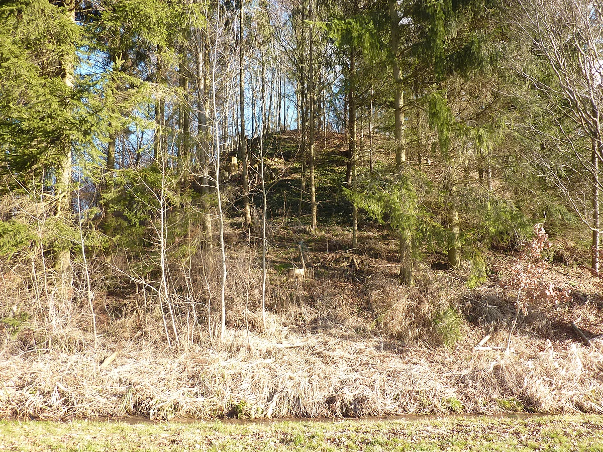 Ein kleiner Hügel ist dicht mit Bäumen bestanden.