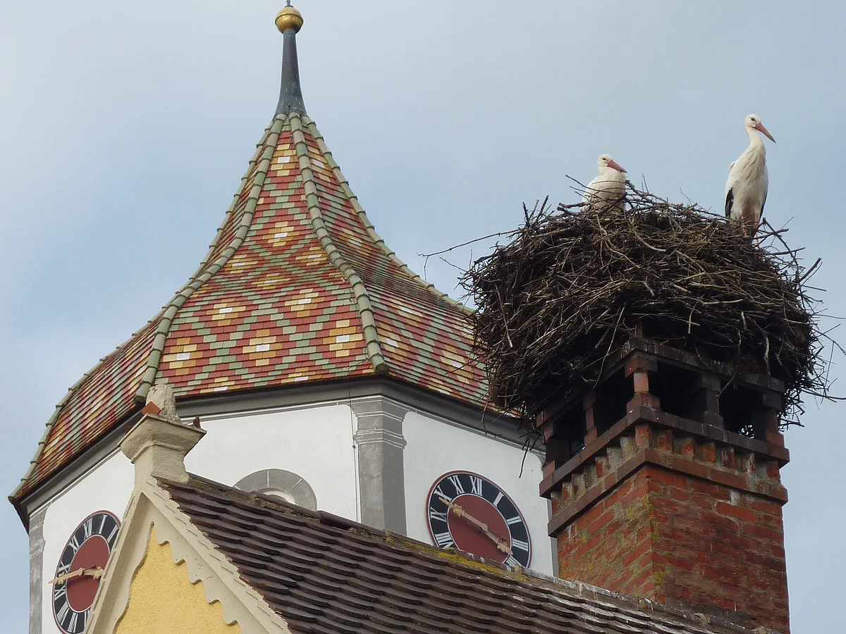 Zwei Störche in ihrem Nest. Dahinter sieht man den Kirchturm der Pfarrkirche St. Peter und Paul.