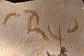 Leptolipes sprattiformis