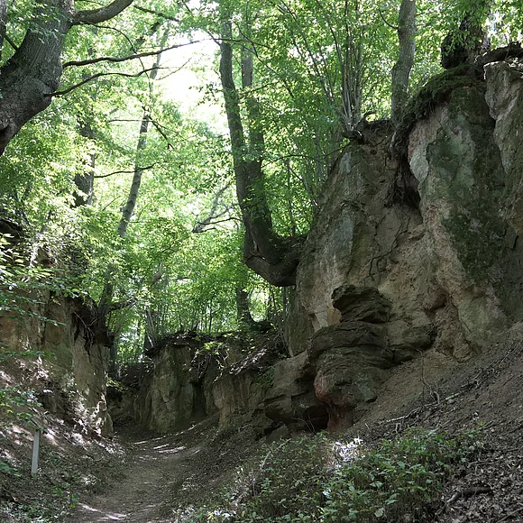 Die Hänge eines Hohlwegs sind steil aufragende Felsen, auf denen Bäume stehen.