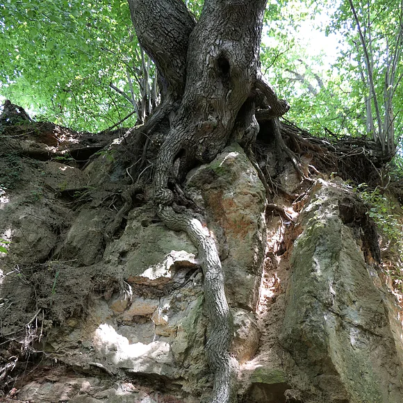 An einem Hang schmiegt ein Baum seine Wurzeln um Gesteinsbrocken.