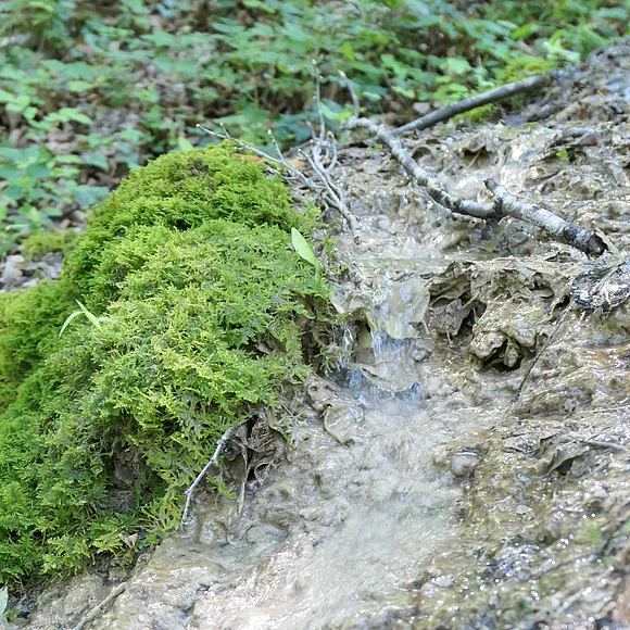 Ein Wasserrinnsaal ist von Moos umgeben.
