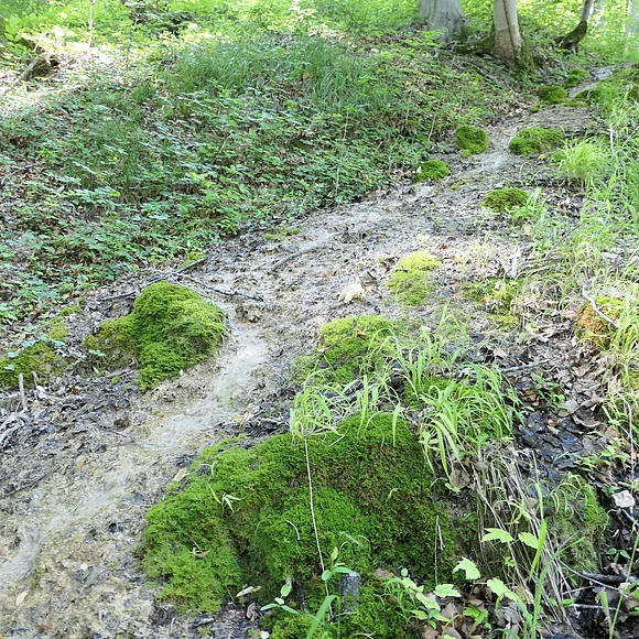Auf einem Waldboden mit krautiger Vegetation fließt ein Wasserrinnsal umgeben von Moos.