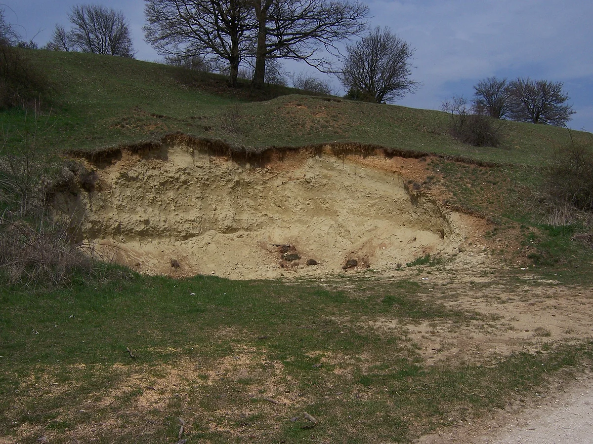 An einem Hanganriss ist helles, feinkörniges Gestein zu sehen. Auf dem Hügelrücken dahinter stehen einzelne Bäume.