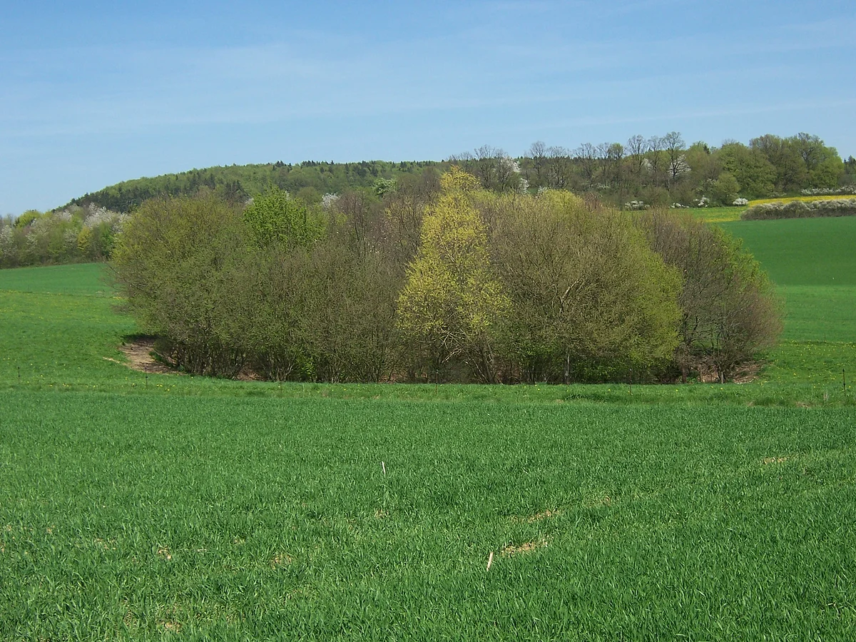 In der Mitte einer Wiese stehen mehrere Bäume sehr eng beieinander.
