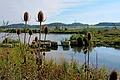 An der Verengung einer Wasserfläche liegen mehrere Steinquader im Wasser. Am Horizont ist ein bewaldeter Hügelrücken zu sehen, im Vordergrund stehen vertrocknete Blütenstände der Wilden Karde.