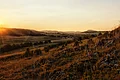 Das Gras an einem Hang wird von niedrig stehender Sonne orange angestrahlt. Im Hintergrund erstreckt sich eine hügelige Landschaft.
