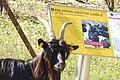 Hinter einer Ziege mit langem, schwarzen Fell ist eine kleine Informationstafel des Erlebnis-Geotops Lindle zu sehen.