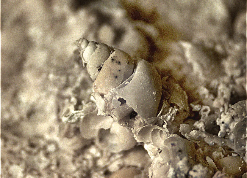 An der Oberfläche eines Gesteinsbruchstücks ist ein etwa 1 mm großes Spiralschneckenhaus zu sehen.