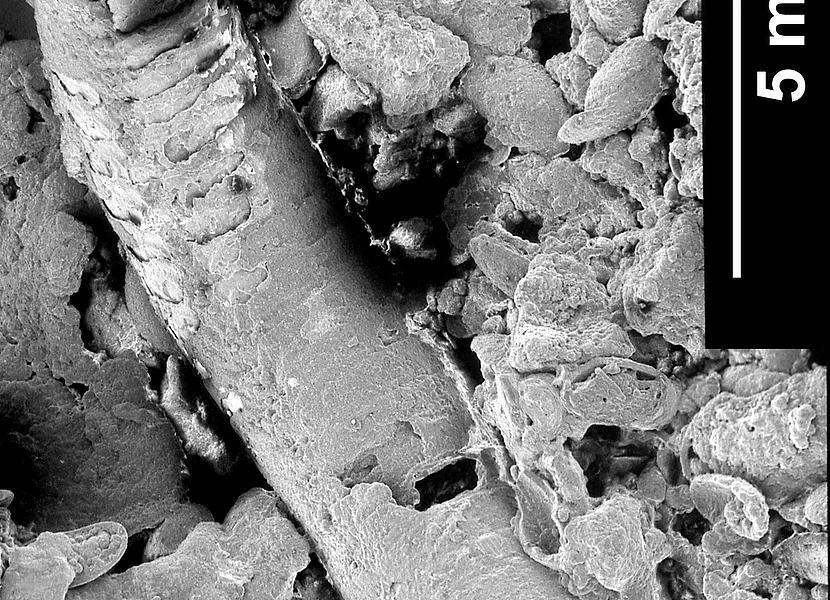 Das Skelett eines Tausendfüßlers ist etwa 15 mm lang und von Riffkalken umgeben.