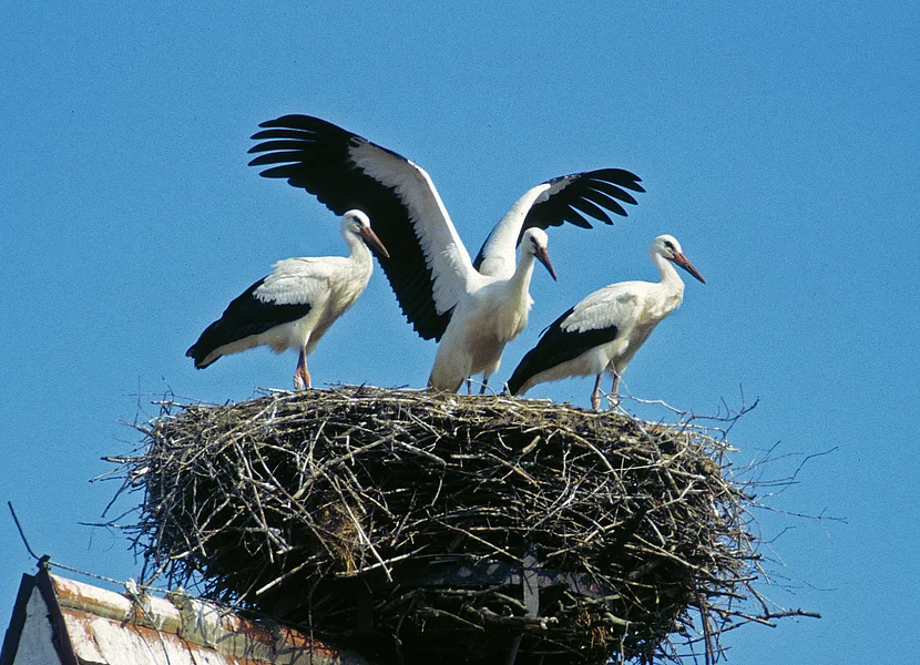 Drei Störche sitzen in einem Storchennest auf einem Dachfirst.