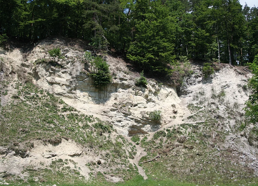 Der Suevitsteinbruch Altenbürg Der felsige Hang eines ehemaligen Steinbruchs ist teils bewachsen. Oberhalb der Abbruchkante stehen viele Bäume.