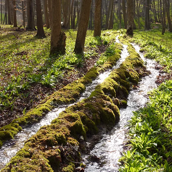 Durch einen Wald fließt ein Bach teilweise in einer vom Boden erhöhten und mit Moos bewachsenen Rinne.