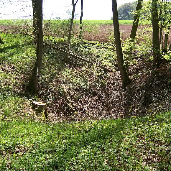 Nahe dem Rand eines Waldes befindet sich eine trichterförmige Mulde. Im Hintergrund ist ein Acker zu sehen.