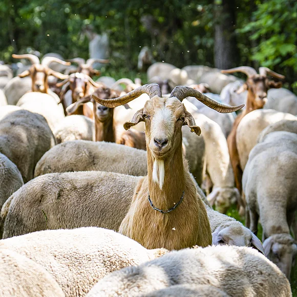 Ziegen und Schafe auf dem Rossfeld bei Oettingen Eine Ziege mit langen Hörnern steht inmitten einer Schafherde auf einer Wiese.